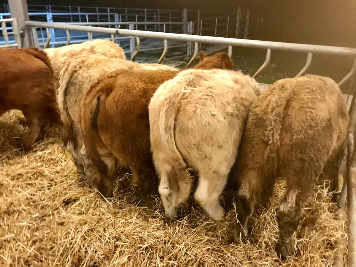 300kg Bullocks @ Leinster Livestock - Image 1