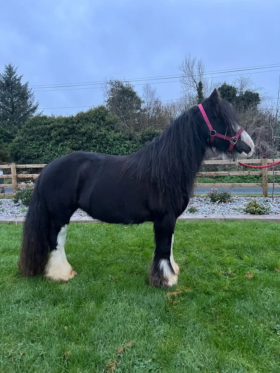 Broken and Riding 12’3 mare - Image 1