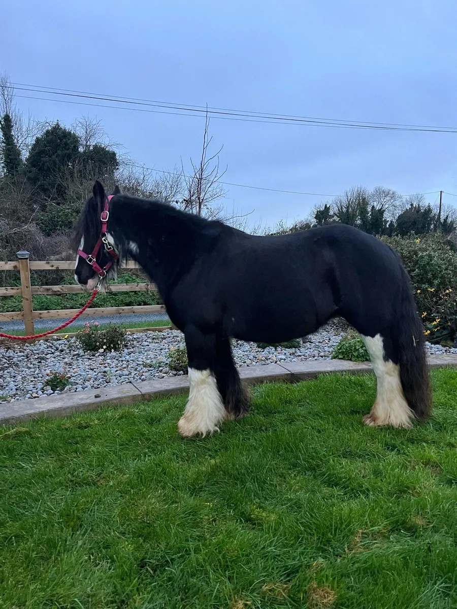 Broken and Riding 12’3 mare - Image 2