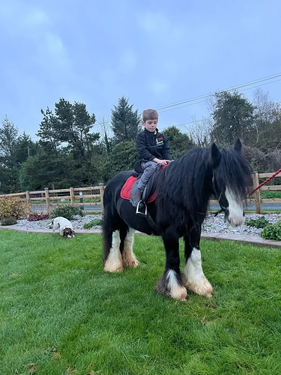 Broken and Riding 12’3 mare - Image 3