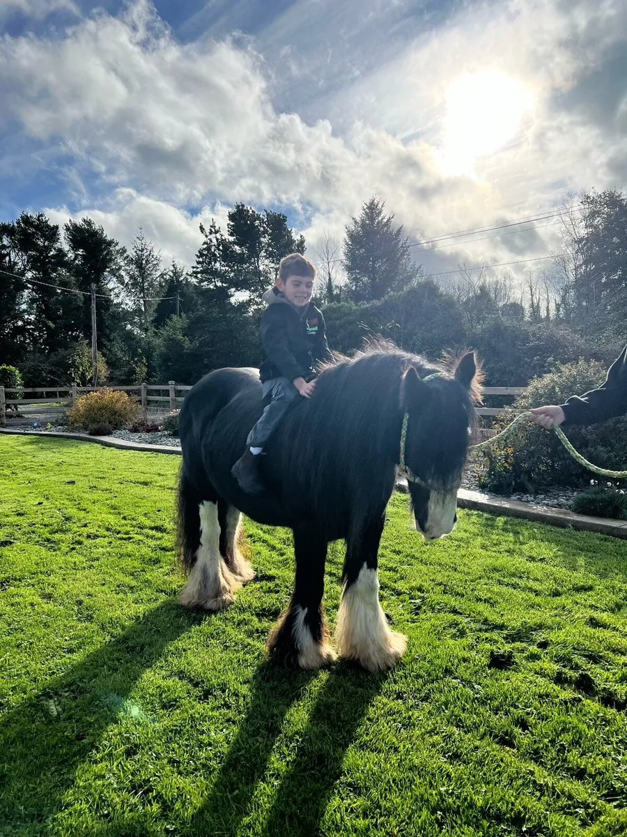 Broken and Riding 12’3 mare - Image 4