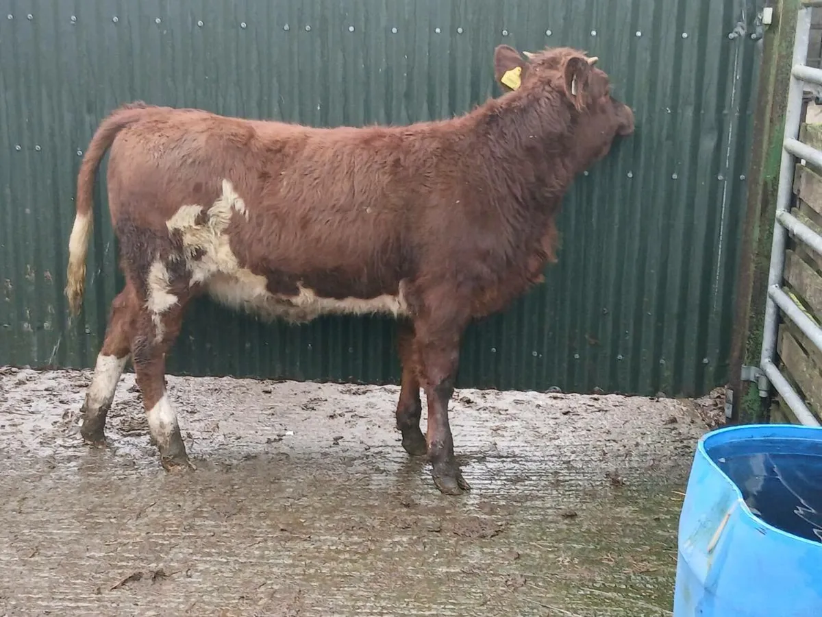 SUPER LIM COW MAKER - Image 4