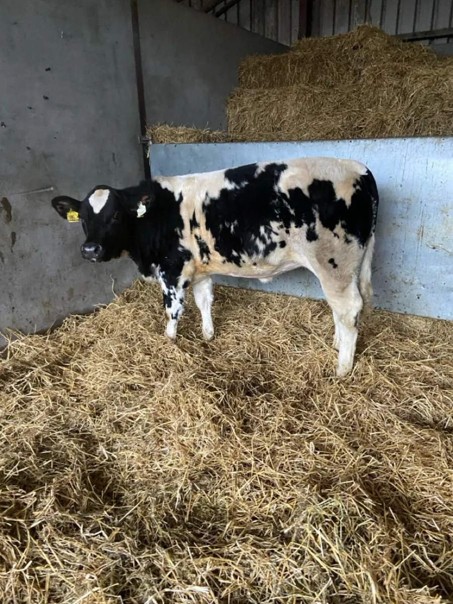 Breeding heifer - Image 1