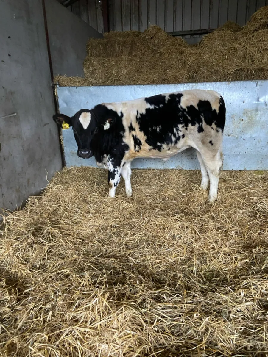 Breeding heifer - Image 2