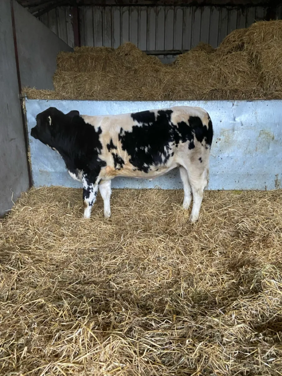 Breeding heifer - Image 3