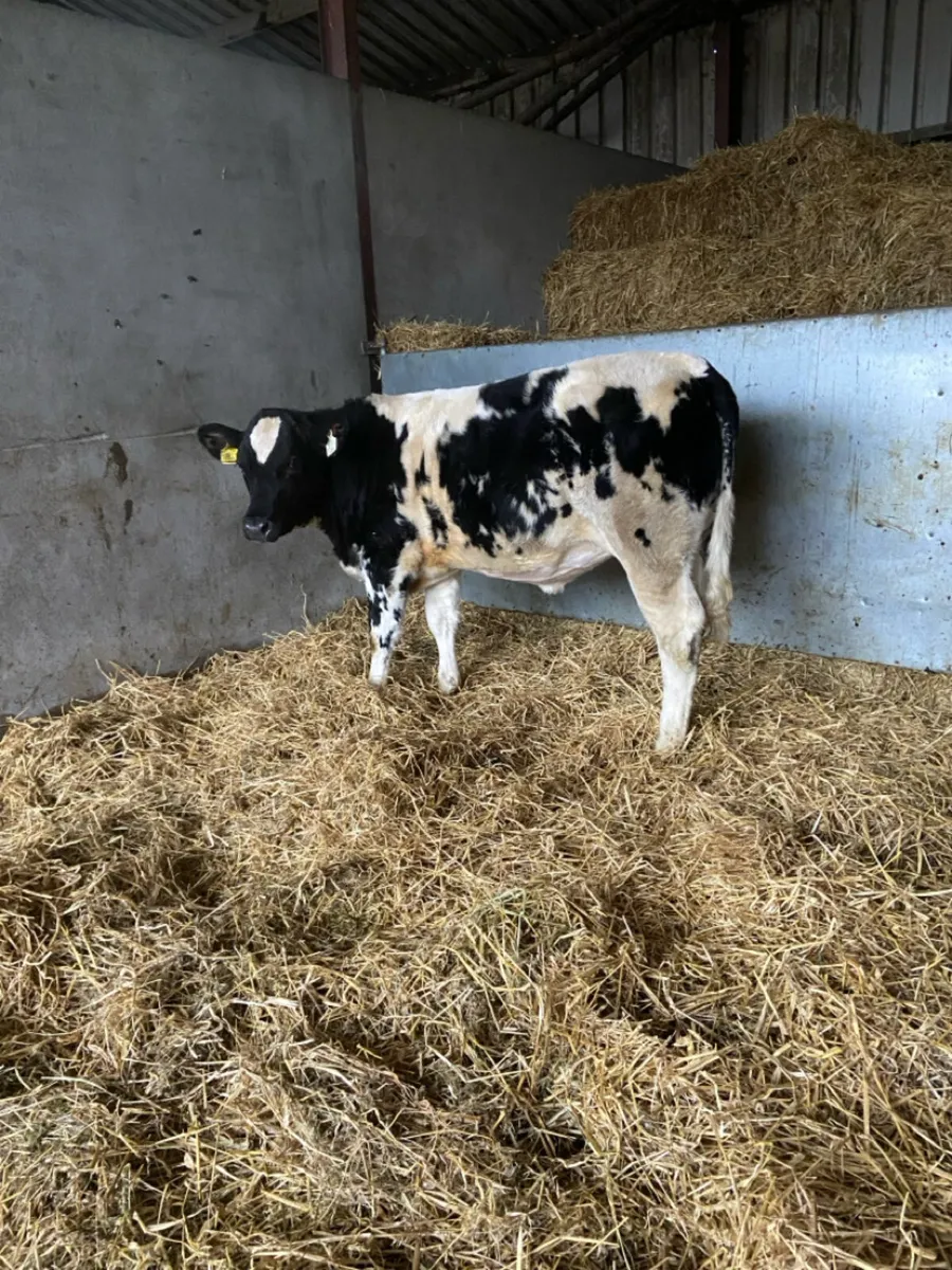 Breeding heifer - Image 4