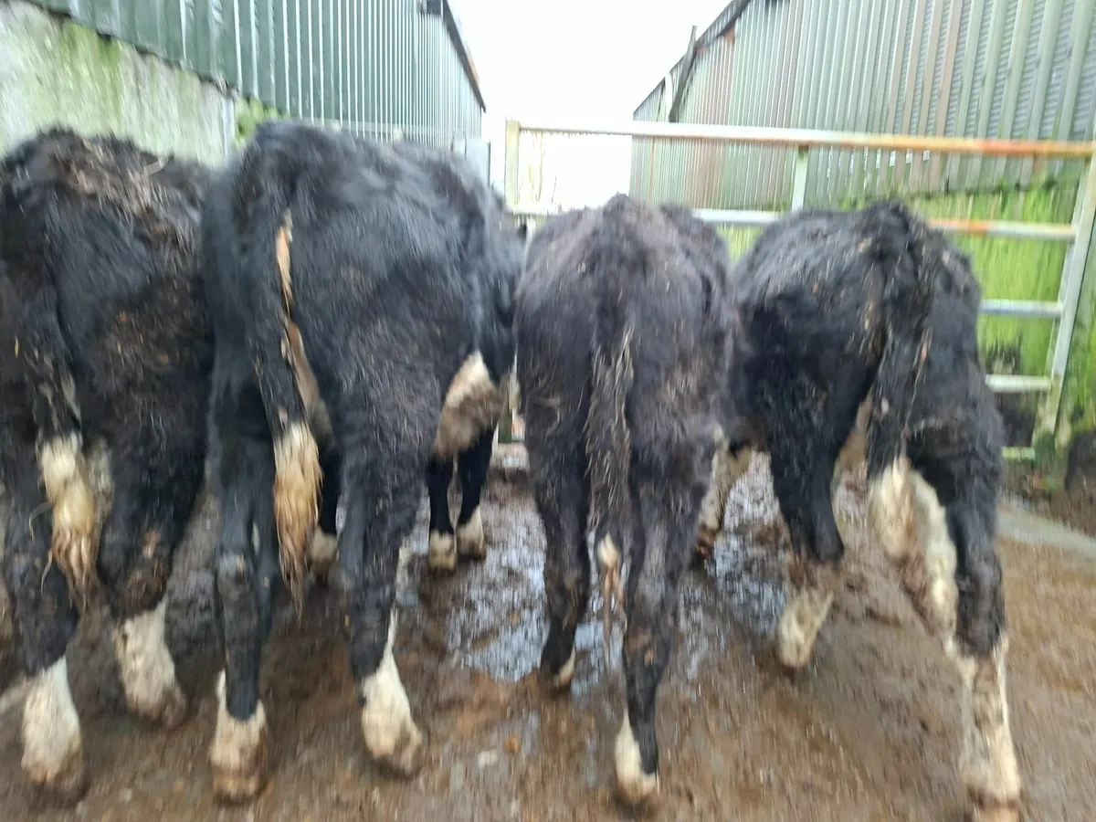 Hereford Heifers - Image 1