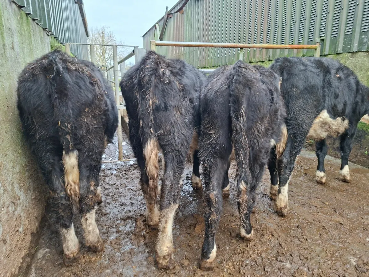 Hereford Heifers - Image 2