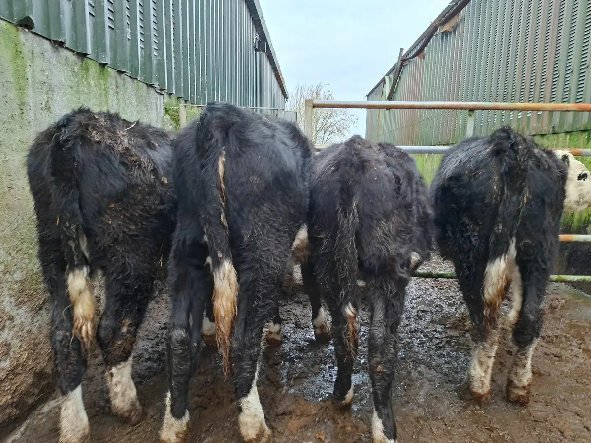Hereford Heifers - Image 3