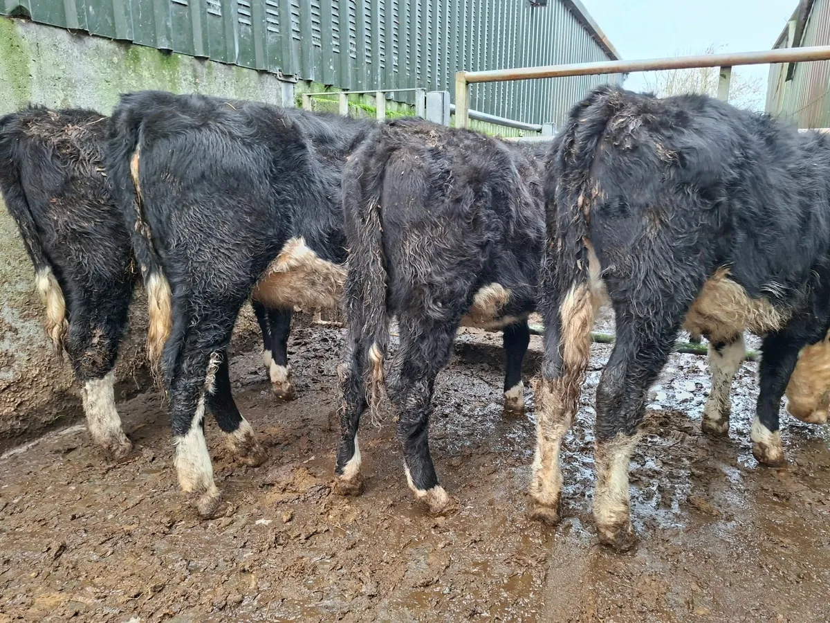 Hereford Heifers - Image 4