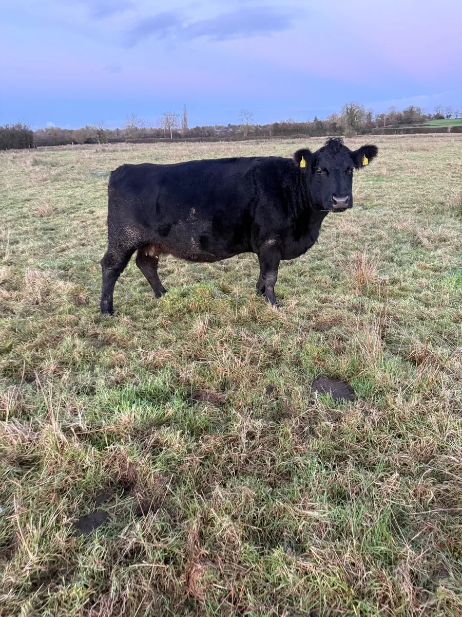 Pedigree Incalf Angus Cow - Image 1