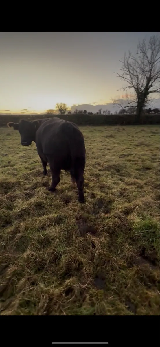 Pedigree Incalf Angus Cow - Image 2