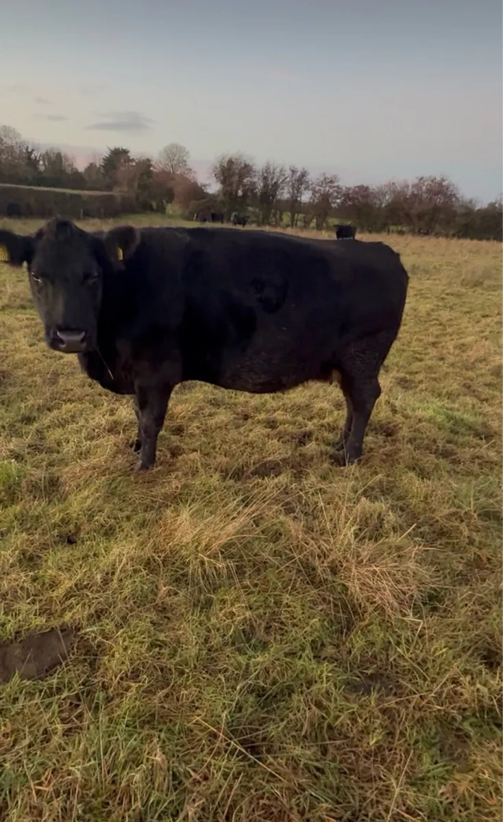 Pedigree Incalf Angus Cow - Image 3