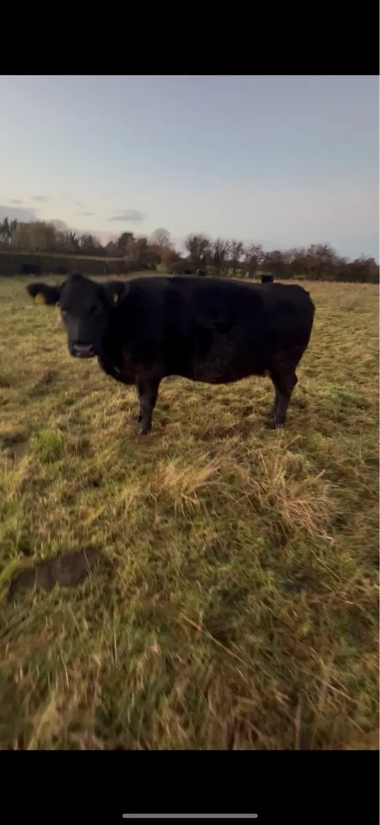 Pedigree Incalf Angus Cow - Image 4
