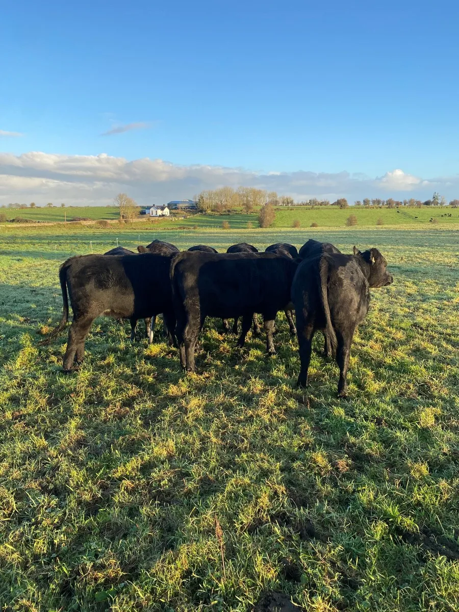 9 Angus Heifers - Image 1