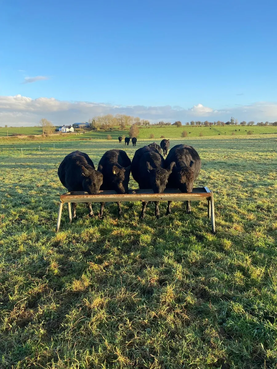 9 Angus Heifers - Image 2
