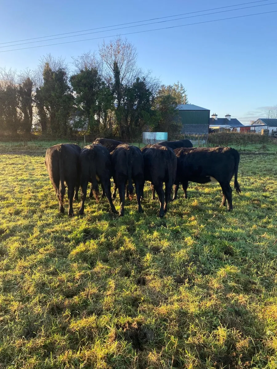 9 Angus Heifers - Image 3