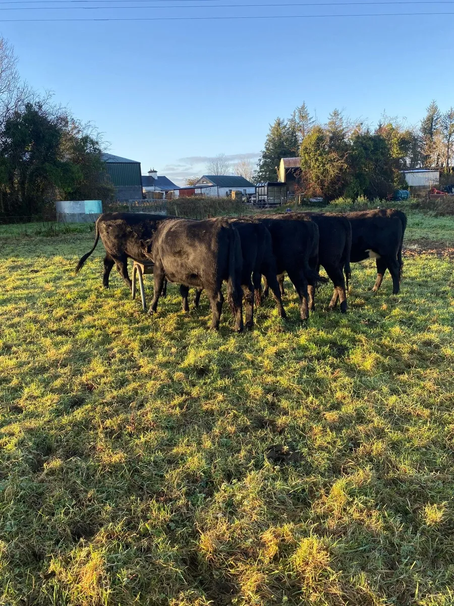 9 Angus Heifers - Image 4