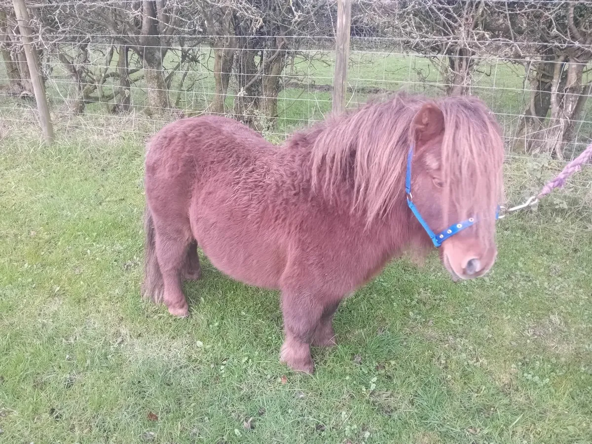 Minature pony - Image 2