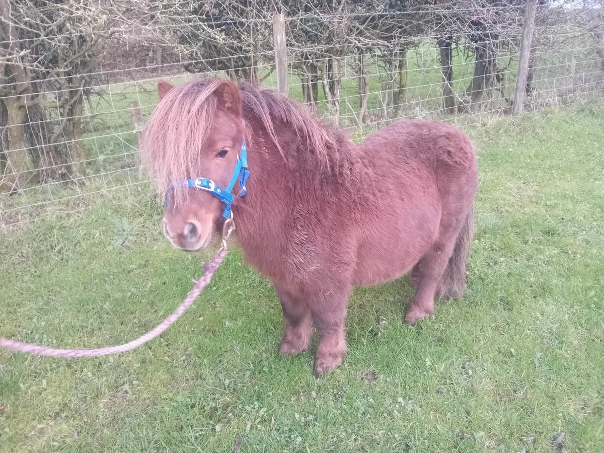 Minature pony - Image 1