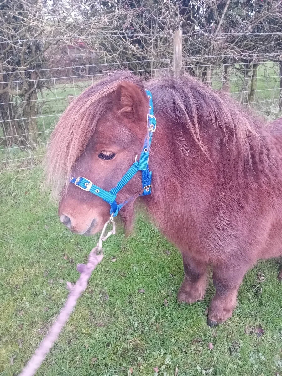 Minature pony - Image 3