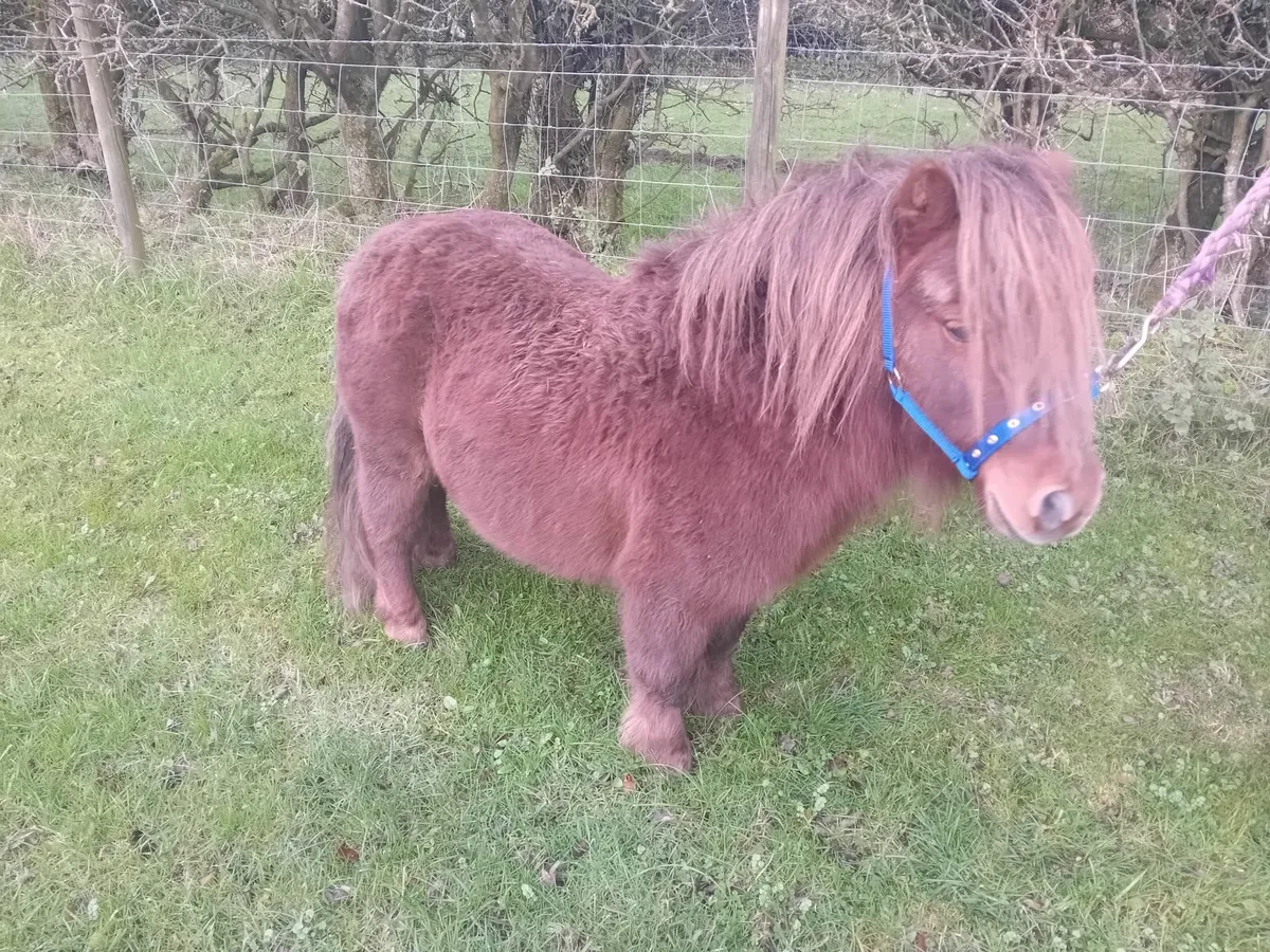 Minature pony - Image 4