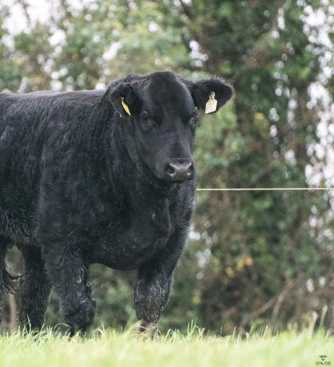 Lot 427 Ck on Shannon Winter fair - Image 1