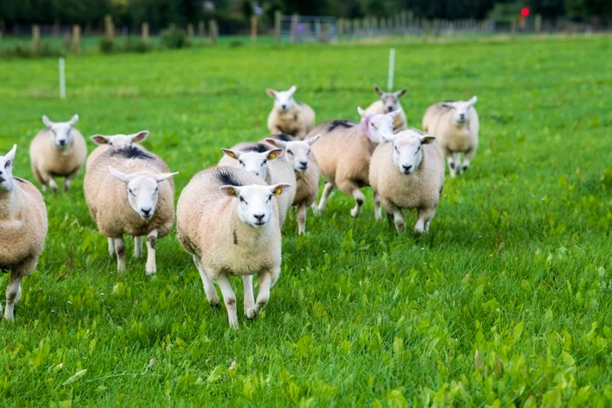 Winter grazing wanted for sheep