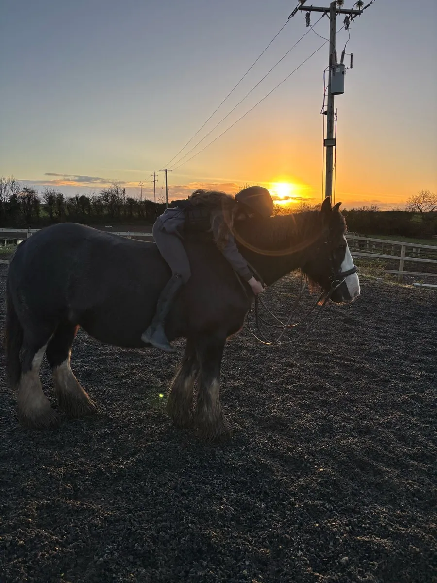 14hh Cob Mare – Ideal Therapy or Lead Rein Pony - Image 1