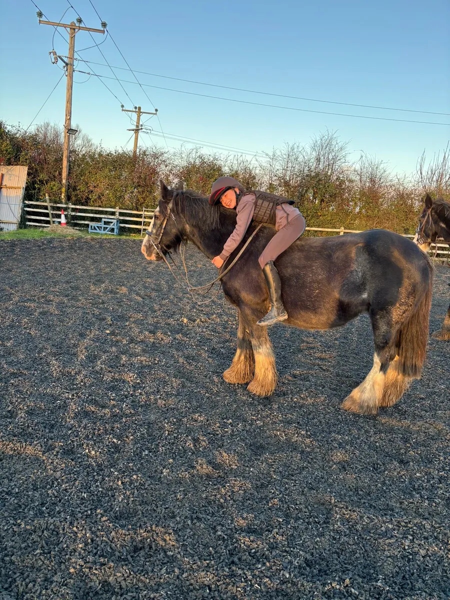 14hh Cob Mare – Ideal Therapy or Lead Rein Pony - Image 4