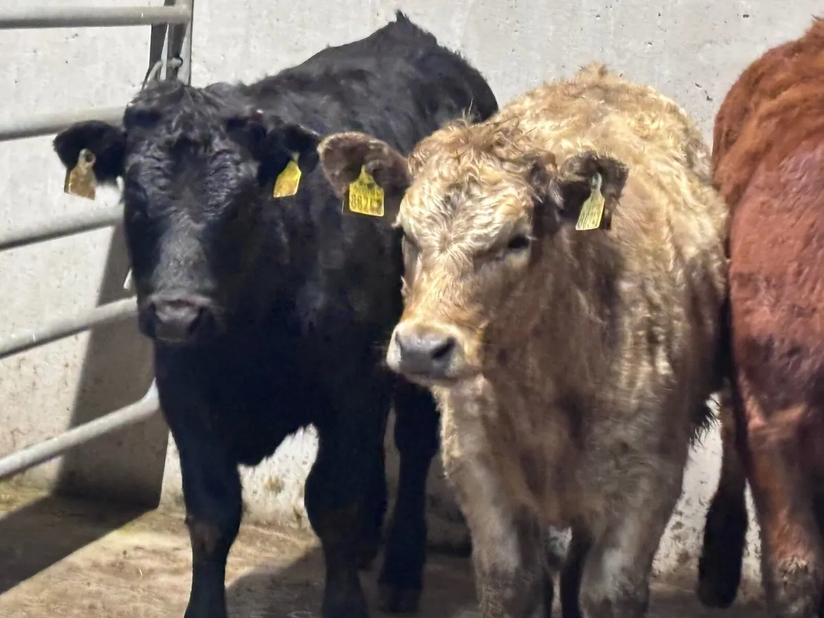 7 suckler bred Weanling heifers for sale - Image 3