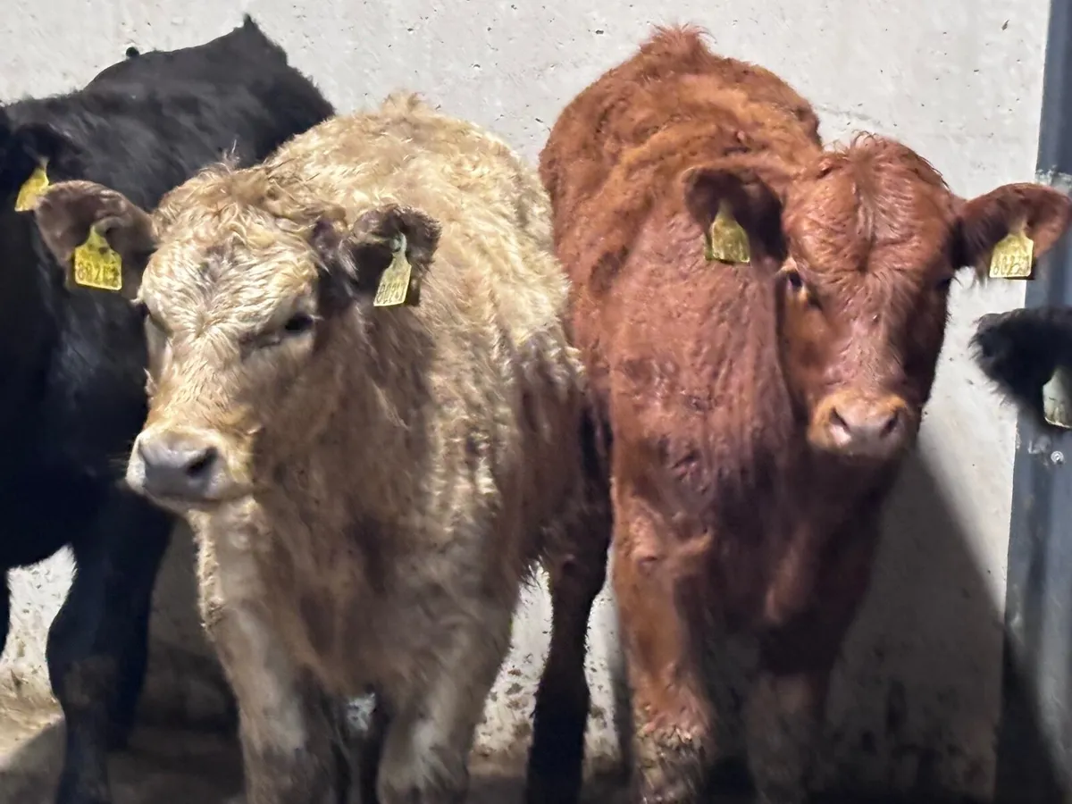 7 suckler bred Weanling heifers for sale - Image 4