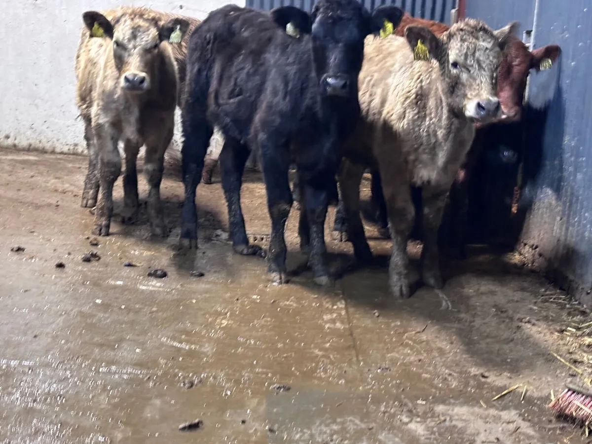 7 suckler bred Weanling heifers for sale - Image 2