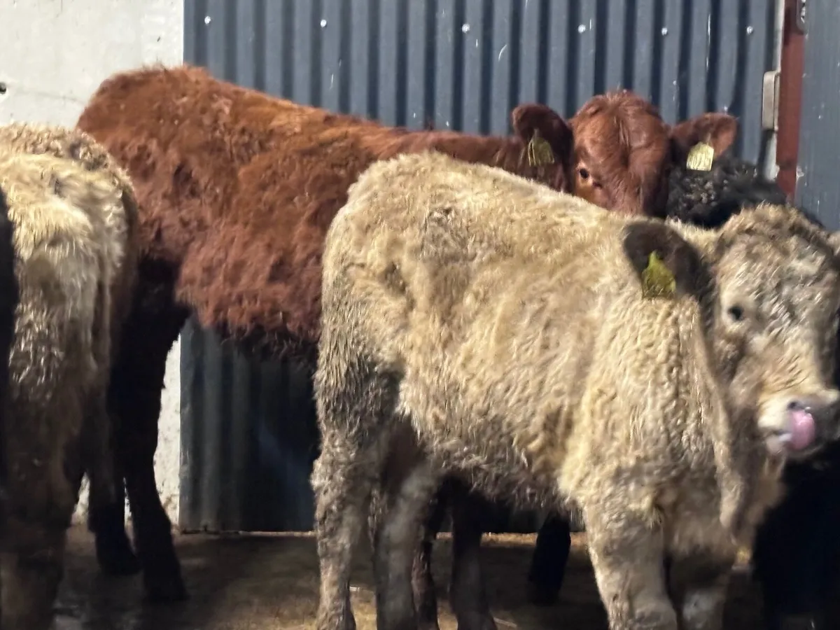 7 suckler bred Weanling heifers for sale - Image 1