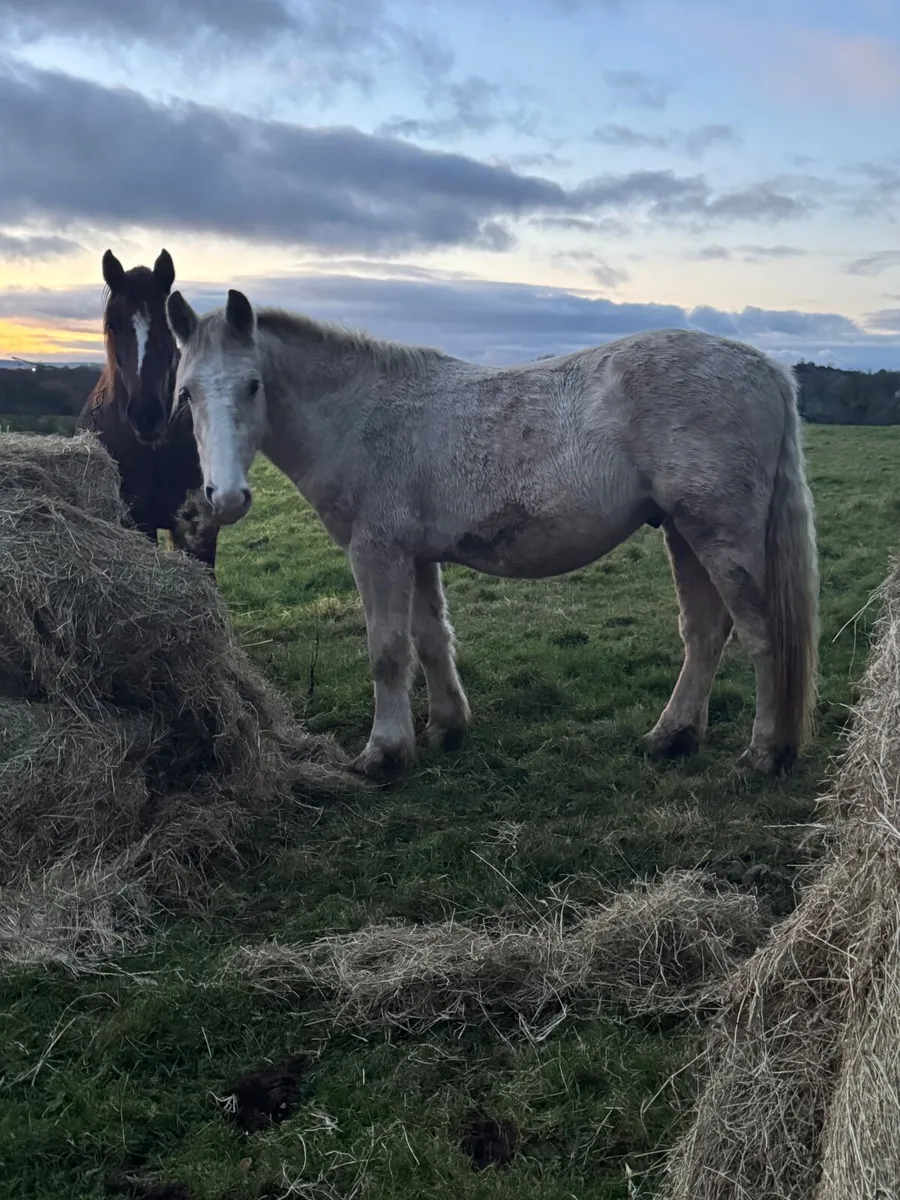 Sport horses, Foals, brood mare, 3 yr olds, connie - Image 2