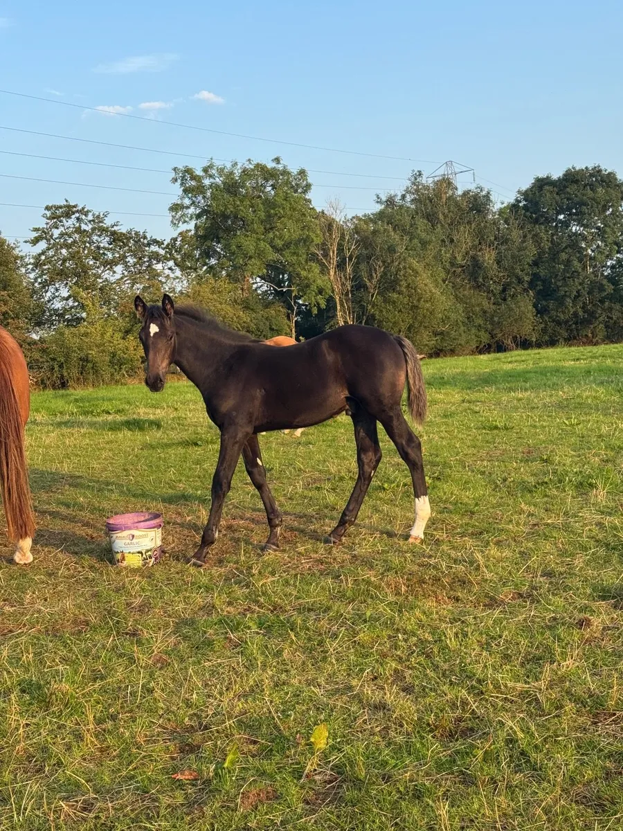 Sport horses, Foals, brood mare, 3 yr olds, connie - Image 3
