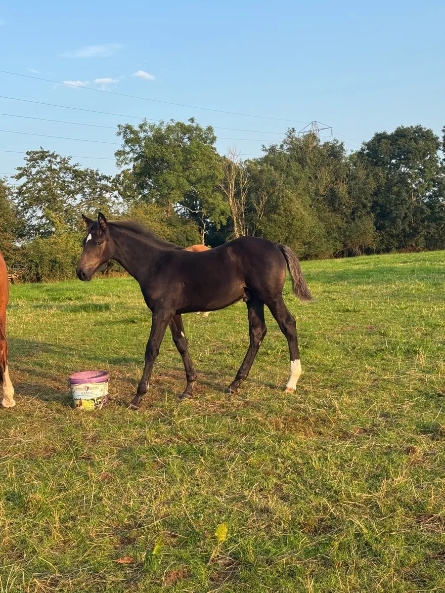Sport horses, Foals, brood mare, 3 yr olds, connie - Image 4