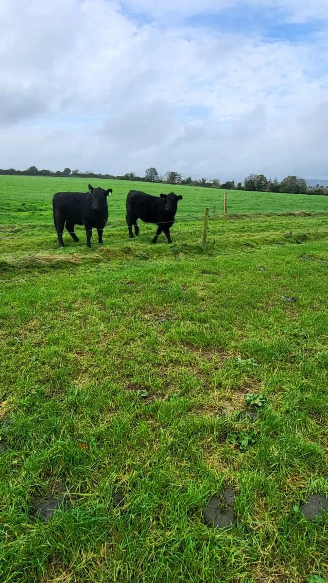 Ped angus hiefers carnew wed - Image 1