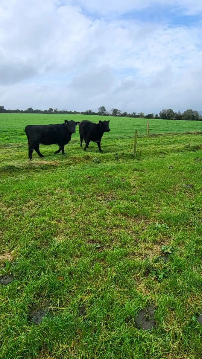 Ped angus hiefers carnew wed - Image 2