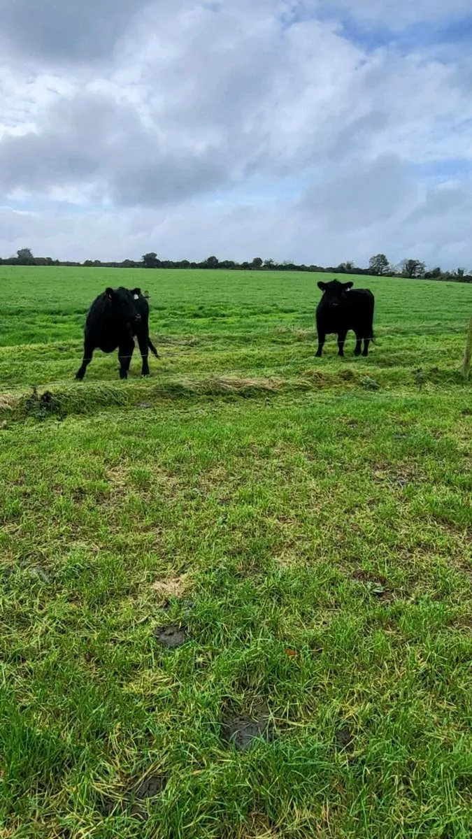 Ped angus hiefers carnew wed - Image 3