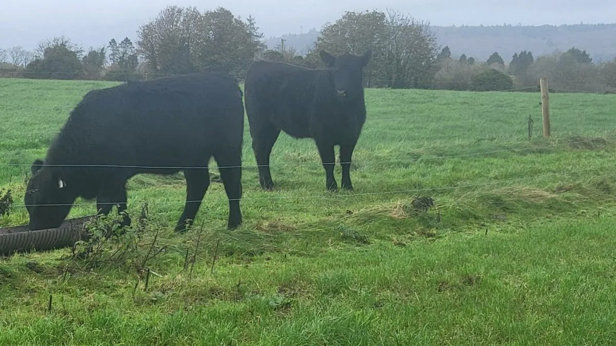 Ped angus hiefers carnew wed - Image 4