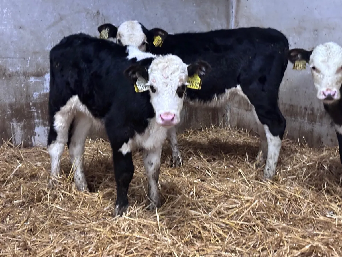 3 strong Hereford calves for sale - Image 2