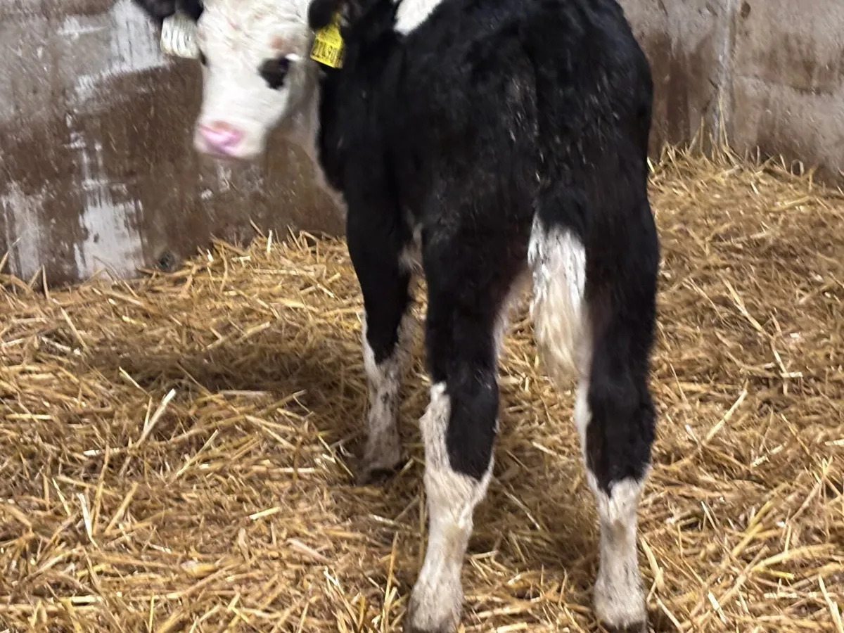 3 strong Hereford calves for sale - Image 3