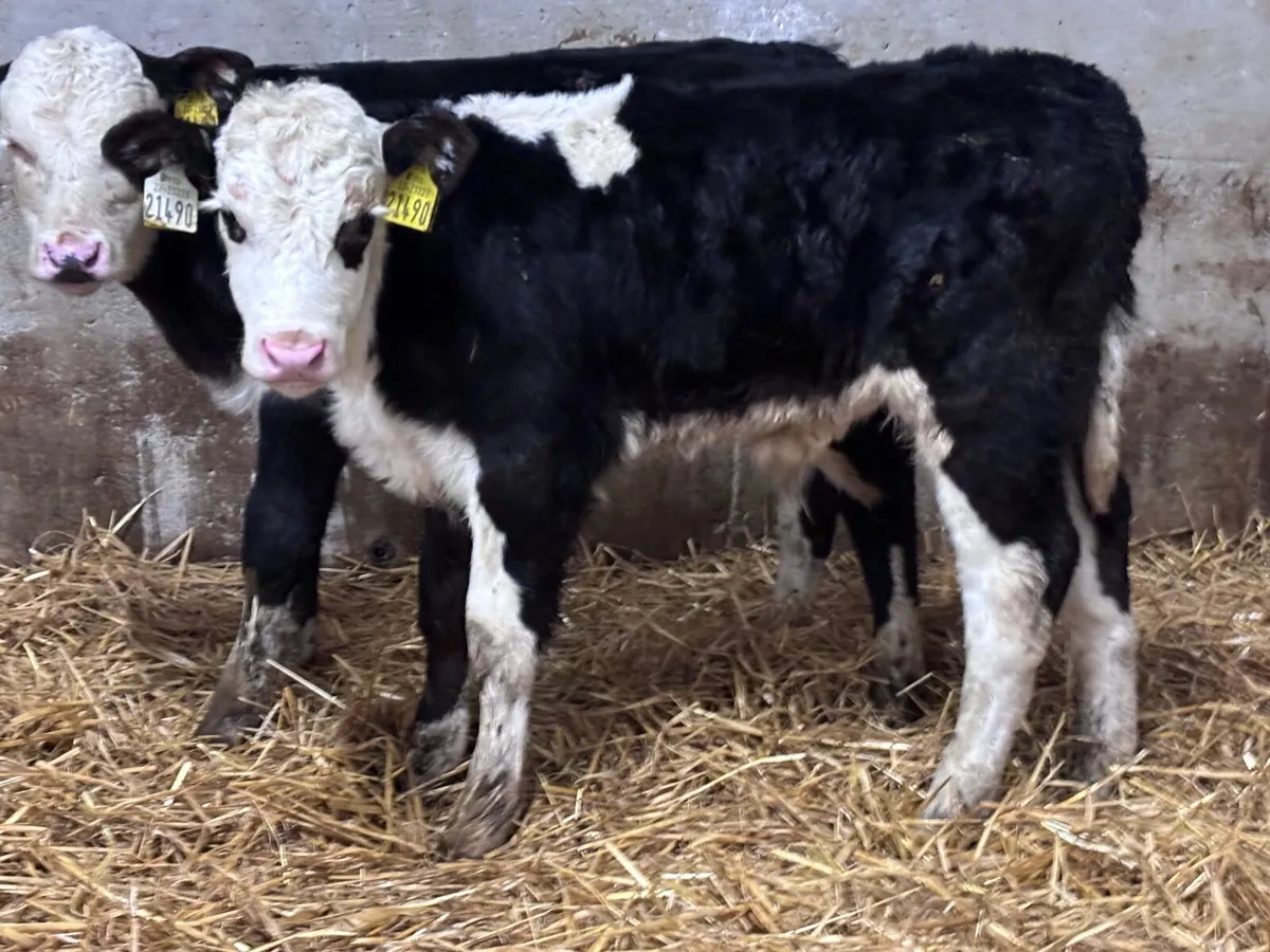 3 strong Hereford calves for sale - Image 1