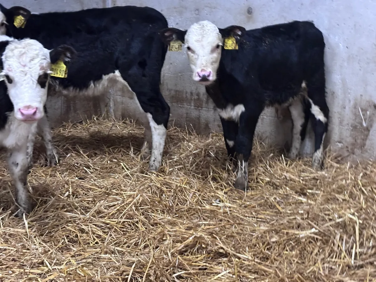3 strong Hereford calves for sale - Image 4