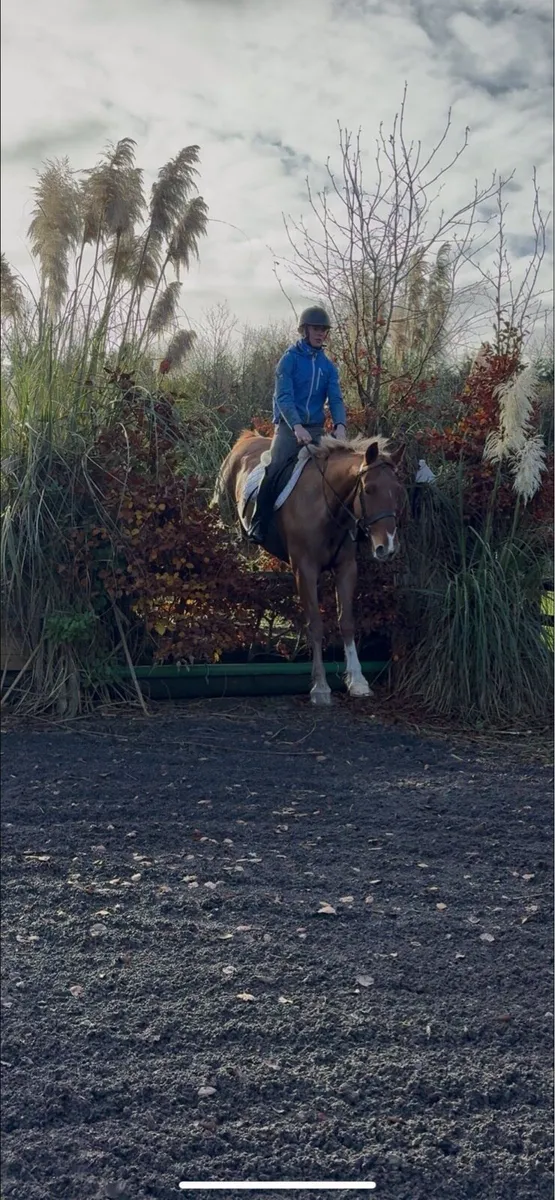 All rounder gelding - Image 3