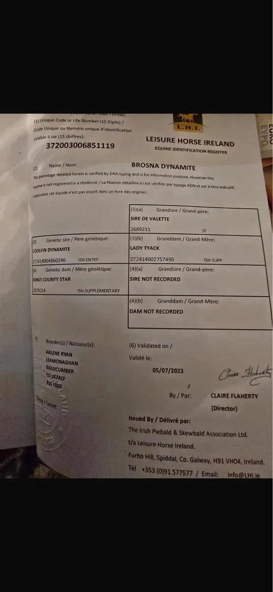 All rounder gelding - Image 4