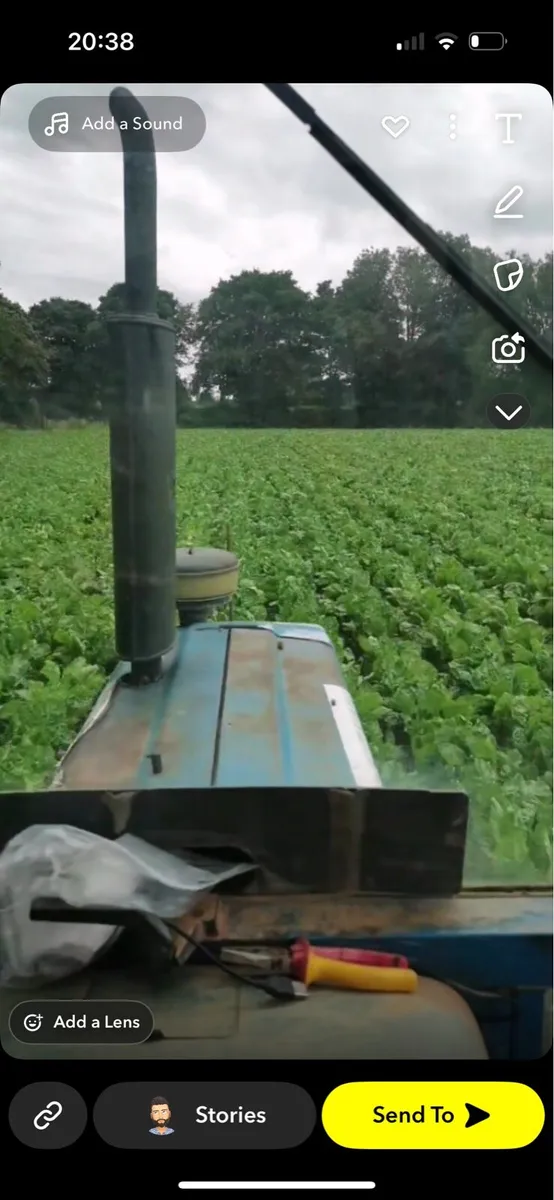 Magnum Fodder Beet - Image 2