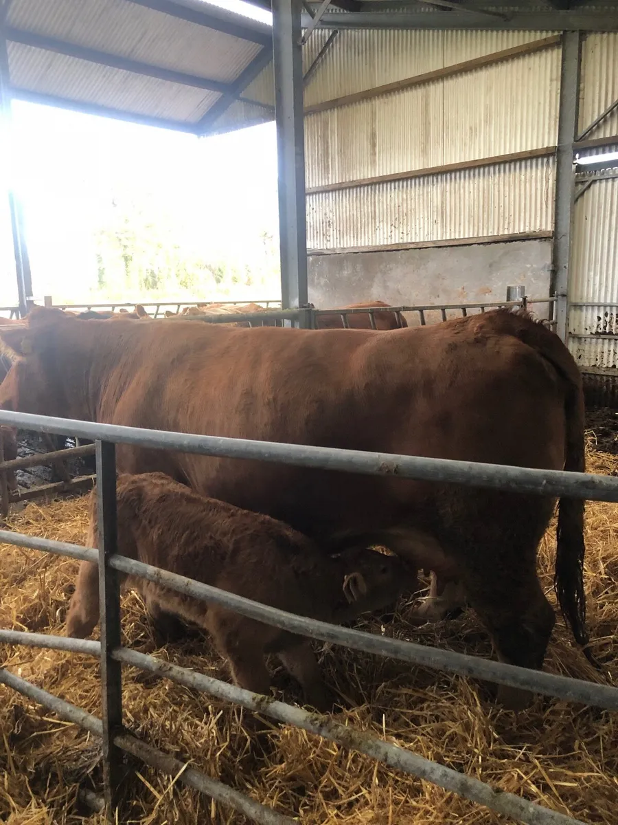 Organic cow and bull calf - Image 1