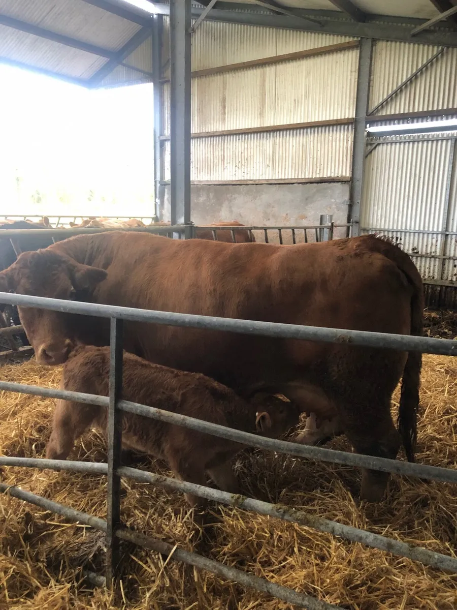 Organic cow and bull calf - Image 2